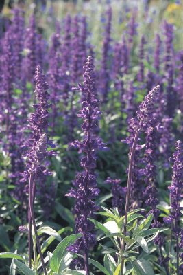 
                        Salvia
             
                        farinacea
             
                        Evolution®
             
                        Violet
            