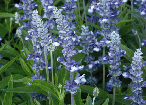 
                        Salvia
             
                        farinacea
             
                        Fairy Queen
            