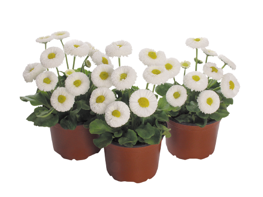 Bellis perennis Speedstar® Plus White | Benary