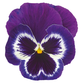 Inspire® Plus Violet Face