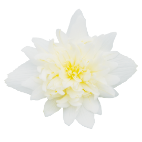   Funky® White