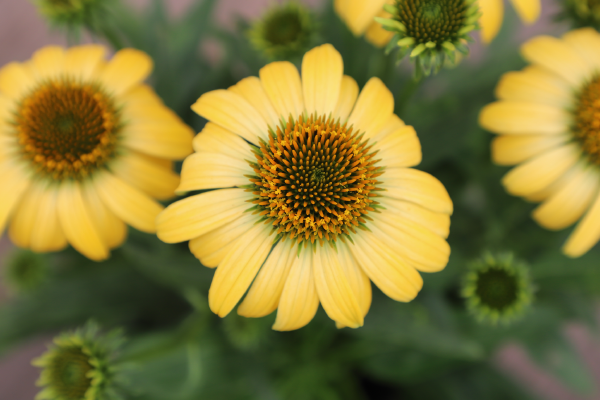 
                        Echinacea
             
                        purpurea
             
                        PollyNation™
             
                        Yellow
            