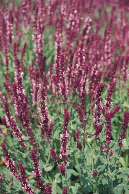 
                        Salvia
             
                        x superba
             
                        Queen
             
                        Rose
            