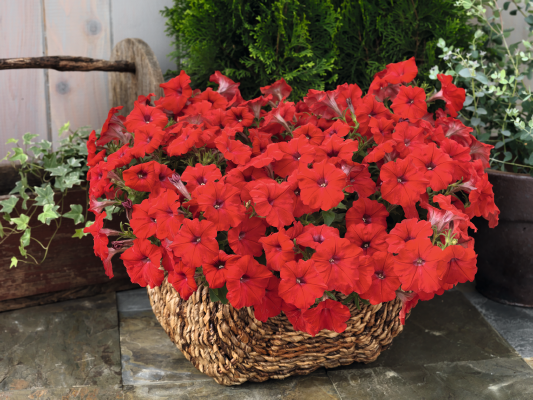 
                        Petunia
             
                        x hybrida F₁
             
                        SUCCESS! TR
             
                        Red
            