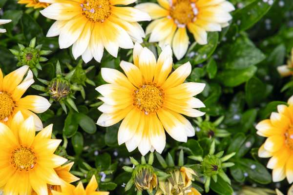 
                        Gazania
             
                        rigens F₁
             
                        Zany
             
                        Sunny-Side Up
            