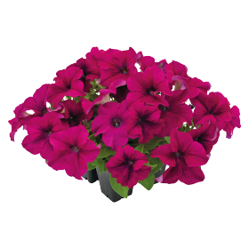   SUCCESS!® 360° Purple