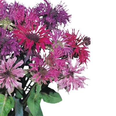 Monarda
             
                        didyma
             
                        Panorama
             
                        Mix