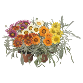 Gazania rigens Talent® Mix