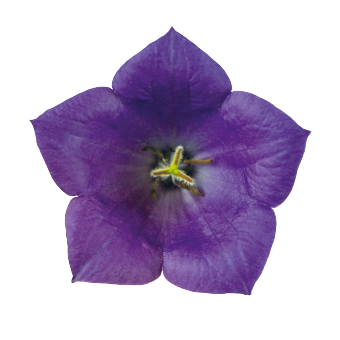 
                        Campanula
             
                        carpatica F₁
             
                        Pearl
             
                        Deep Blue
            