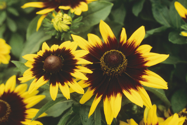 
                        Rudbeckia
             
                        hirta
             
                        Sonora
            