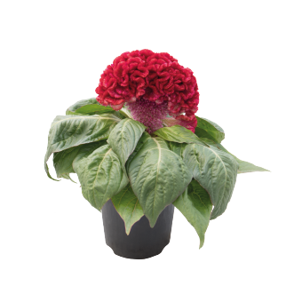 
                        Celosia
             
                        cristata
             
                        Brainiac
             
                        Robo Red
            