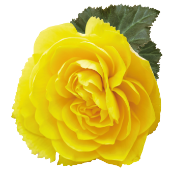 
                        Begonia
             
                        tuberhybrida F₁
             
                        Nonstop Joy®
             
                        Yellow
            