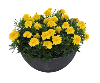 
                        Tagetes
             
                        patula
             
                        Super Hero™
             
                        Deep Yellow
            