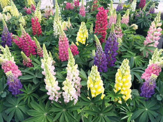 
                        Lupinus
             
                        polyphyllus
             
                        Lupini
             
                        Mix
            