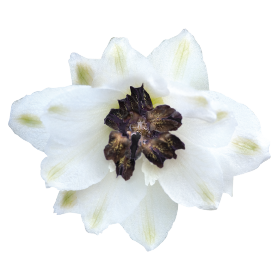   Magic Fountains White Dark Bee
