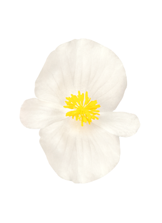 
                        Begonia
             
                        semperflorens F₁
             
                        Sprint Plus
             
                        White
            