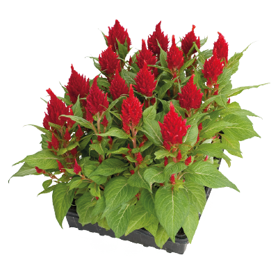 
                        Celosia
             
                        plumosa
             
                        Glorious
             
                        Red
            