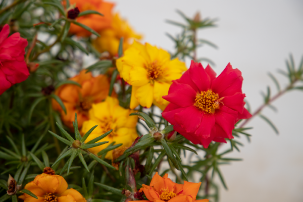 
                        Portulaca
             
                        grandiflora F₁
             
                        Sundial
             
                        Volcano Mix
            