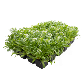 Lobularia maritima Wonderland White