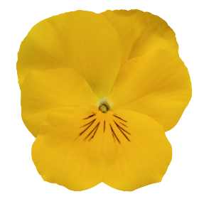 Viola wittrockiana F₁ Highflyer™ Yellow Purple Wing | Benary