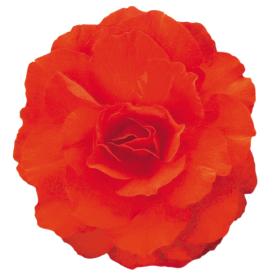 Nonstop® Mocca Deep Orange