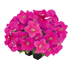   SUCCESS!® 360° Pink