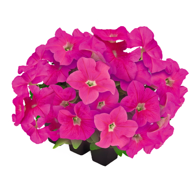 
                        Petunia
             
                        x hybrida F₁
             
                        SUCCESS!® 360°
             
                        Pink
            