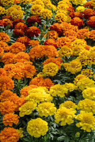 Tagetes patula Super Hero™