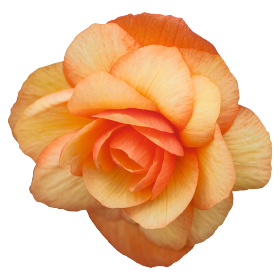   Illumination® Apricot Shades