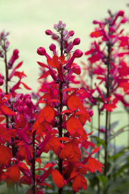 Lobelia fulgens Queen Victoria 