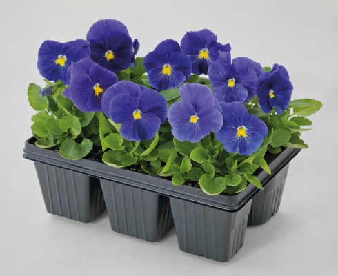 Viola wittrockiana F₁ Inspire® Plus True Blue | Benary