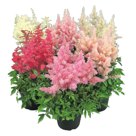 Astilbe arendsii Showstar®