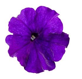 BOOM!™ HD Blue