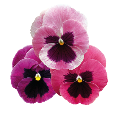 Viola wittrockiana F₁ Inspire® Plus Pink Shades | Benary