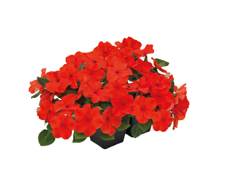 
                        Impatiens
             
                        walleriana F₁
             
                        Lollipop
             
                        Tangerine (Deep Salmon)
            