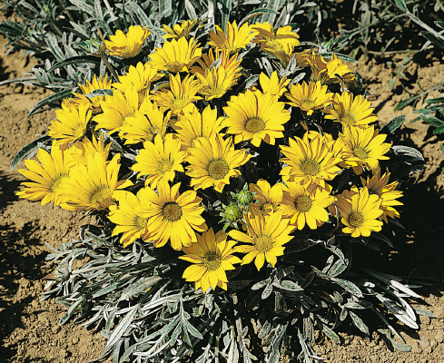 
                        Gazania
             
                        rigens
             
                        Talent®
             
                        Yellow
            