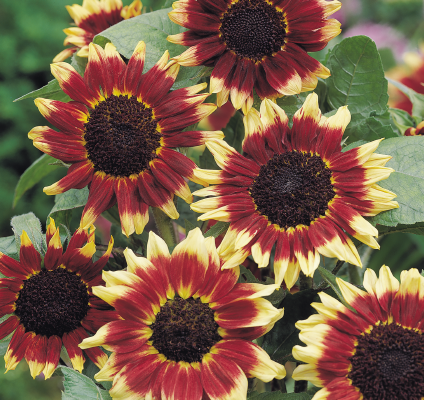 
                        Helianthus
             
                        annuus
             
                        Florenza
            