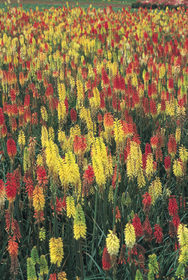 
                        Kniphofia
             
                        uvaria
             
                        Flamenco
            