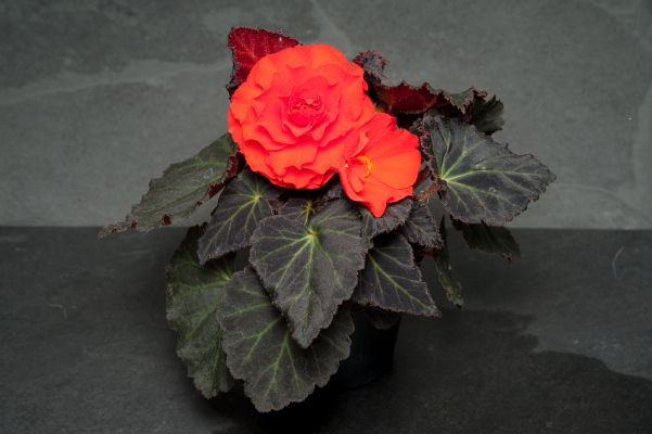 
                        Begonia
             
                        tuberhybrida F₁
             
                        Nonstop® Mocca
             
                        Deep Orange
            