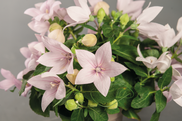 
                        Platycodon
             
                        grandiflorus F₁
             
                        Pop Star™
             
                        Pink
            