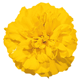 Tagetes patula Little Hero Yellow