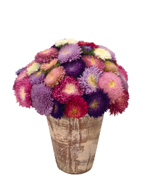 Callistephus chinensis Standy 