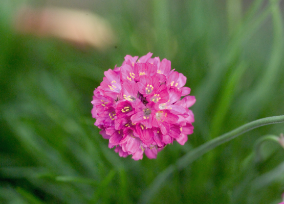 Armeria
             
                        maritima
             
                        Morning Star
             
                        Deep Rose
