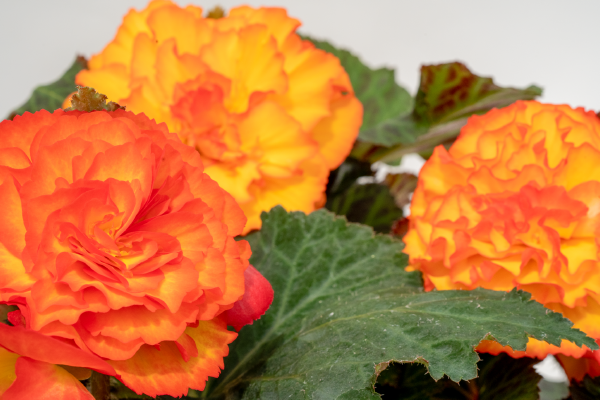 
                        Begonia
             
                        tuberhybrida F₁
             
                        Nonstop®
             
                        Flame
            