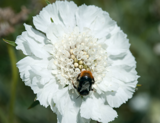 
                        Scabiosa
             
                        caucasica
             
                        Fama®
             
                        White
            