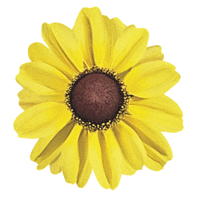 Rudbeckia hirta Toto® Lemon