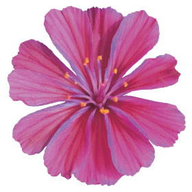 Lewisia cotyledon Elise Ultra Violet