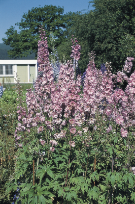 
                        Delphinium
             
                        hybrida
             
                        Benary's Pacific
             
                        Astolat
            