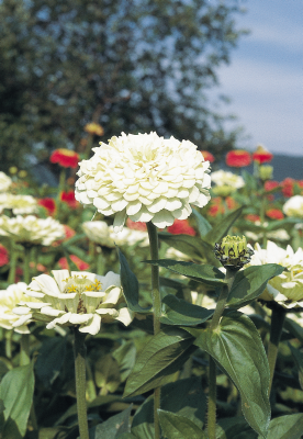 Zinnia
elegans
Benary's Giant
White