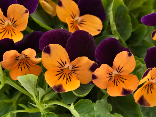 
                        Viola
             
                        cornuta F₁
             
                        Admire®
             
                        Orange Purple Wing
            
